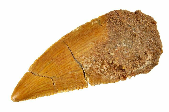 Bargain Raptor Tooth - Real Dinosaur Tooth #297537